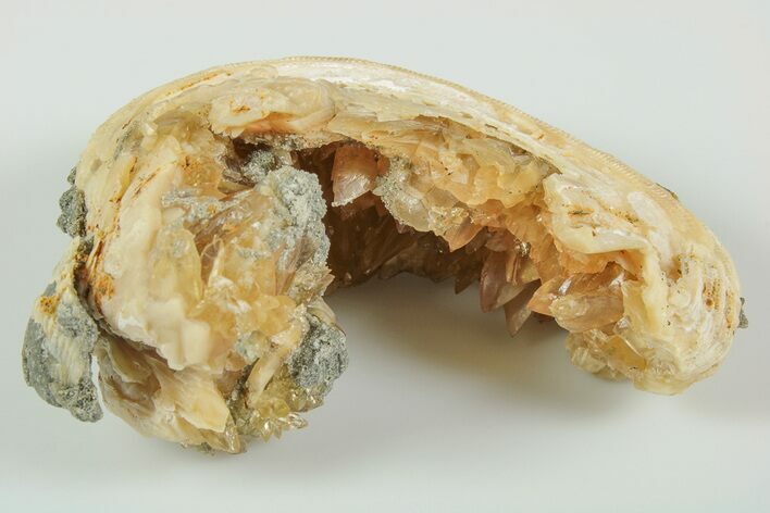 Fossil Clam with Fluorescent Calcite Crystals - Ruck's Pit #191764